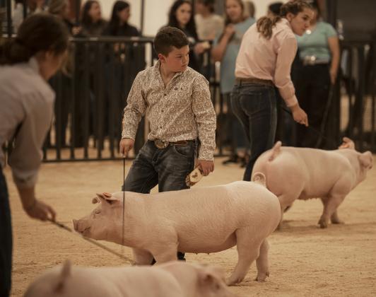 Coy Roberson, 10, with the Liberty Hill 4-H Club, shows his pig, Olly. (Photos by Andy Sharp)
