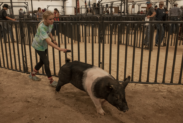 Lauren Jirasek, 12, a member of the Thrall 4-H Club, takes her pig on an exercise walk.