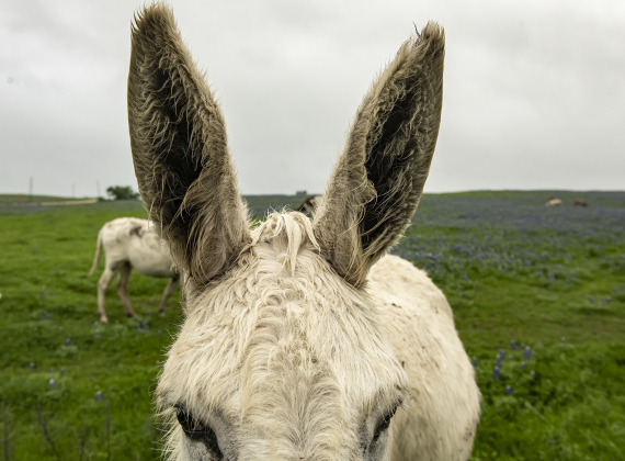 Donkeys make themselves at home at the Structure Ranch in a field of bluebonnets along County Road 472 near Farm to Market Road 619 on Tuesday, March 21, 2023.