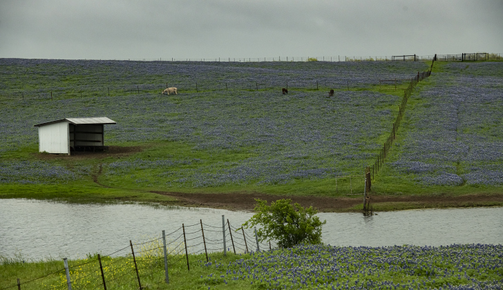 Donkeys make themselves at home at the Structure Ranch in a field of bluebonnets along County Road 472 near Farm to Market Road 619 on Tuesday, March 21.