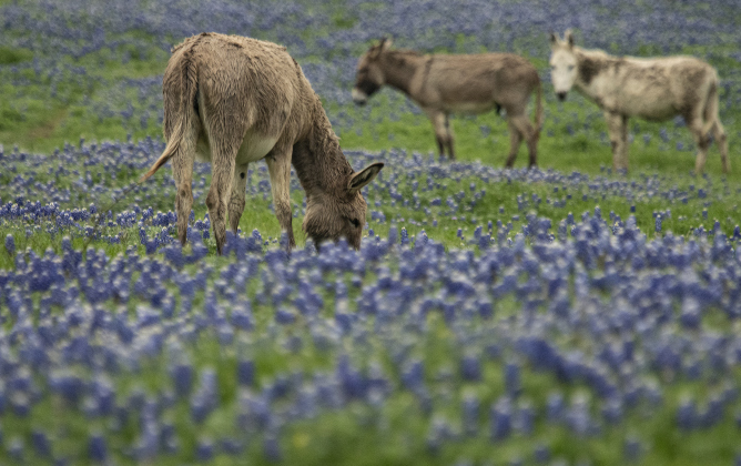 Donkeys make themselves at home at the Structure Ranch in a field of bluebonnets along County Road 472 near Farm to Market Road 619 on Tuesday, March 21.