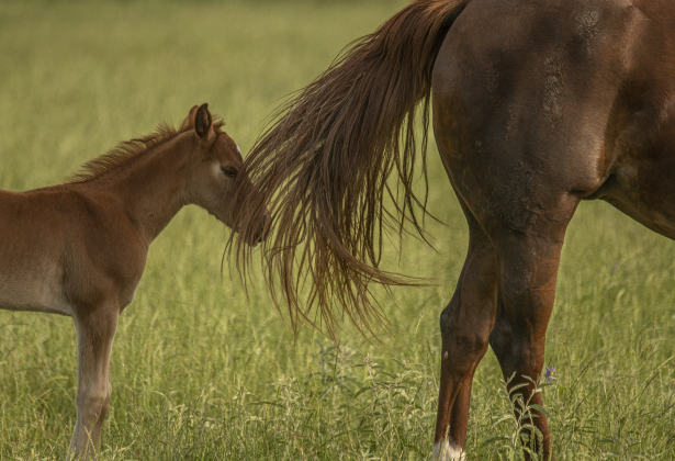 A young horse stays with his mother. 