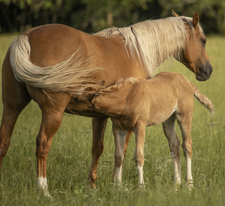A foal has a late-afternoon meal.