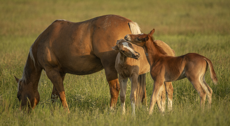 Two horses born within the past few weeks stay close to their mothers while enjoying a large pasture along Texas Highway 29 near Jonah Wednesday, May 10. The horses are at home at the Gattis Cattle Company, where Quarter Horses are also raised. Photos by Andy Sharp