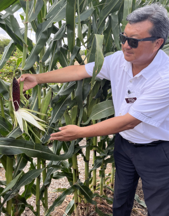 Crop breeder Wenwei Xu shows off his new corn variety at a July 7 presentation. 