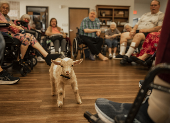  Bo, a Nigerian dwarf goat almost 4 weeks old, stretches his tiny legs at the S.P.J.S.T. Skilled Nursing and Rehabilitation Center  on Thursday, June 6, 2024. 