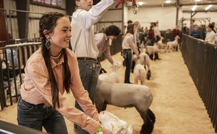 Lucy Hollon, 16, a member of the Georgetown FFA program, left, and Payton Montandon, 16, with the Florence FFA program, prepare to show their sheep.
