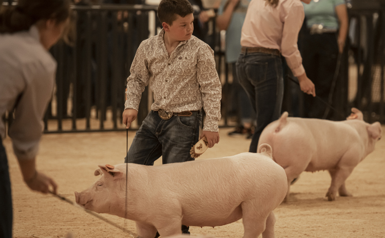 Coy Roberson, 10, with the Liberty Hill 4-H Club, shows his pig, Olly. (Photos by Andy Sharp)