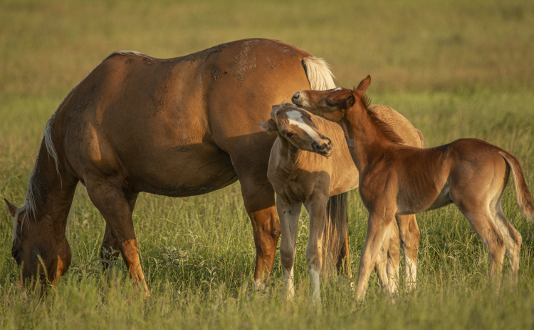 Two horses born within the past few weeks stay close to their mothers while enjoying a large pasture along Texas Highway 29 near Jonah Wednesday, May 10. The horses are at home at the Gattis Cattle Company, where Quarter Horses are also raised. Photos by Andy Sharp