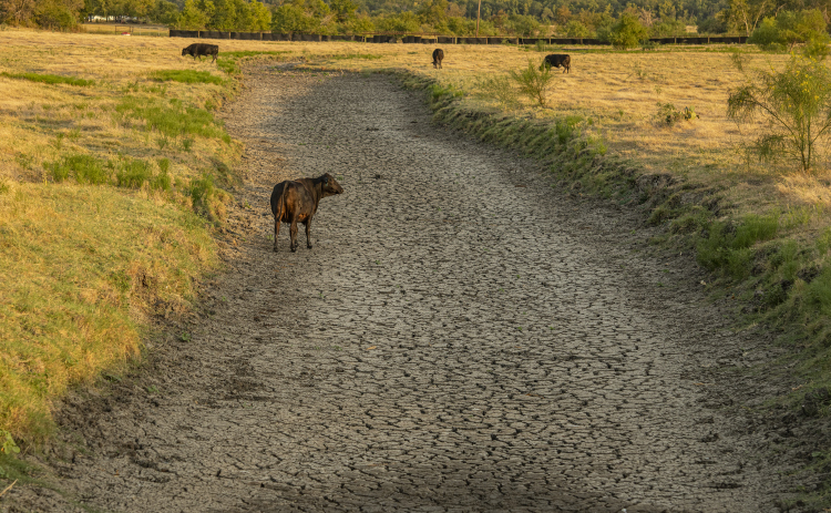  A mostly-dry creek bed, a water source for cattle, is seen along Farm to Market Road 971 just east of Granger on Monday evening, August 14.  The area today experienced its 38th consecutive day of temperatures over 100 degrees, with no measurable rain during that period, taking a toll on livestock, crops and plants. Photo by Andy Sharp