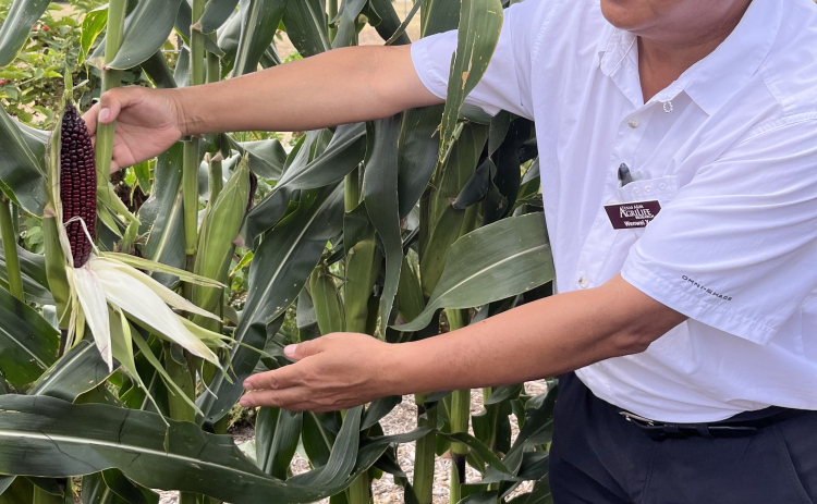 Crop breeder Wenwei Xu shows off his new corn variety at a July 7 presentation. 