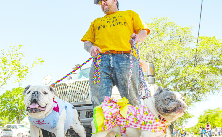Jeff Lanfear and Bronson, left, his English bulldog, and Zoso, right, his French bulldog, were participants in the Popp Pup Parade in downtown Georgetown  on Sunday, April 30, 2023, the final day of this year's Red Poppy Festival.  The pet parade  is coordinated by Wag Heaven. 